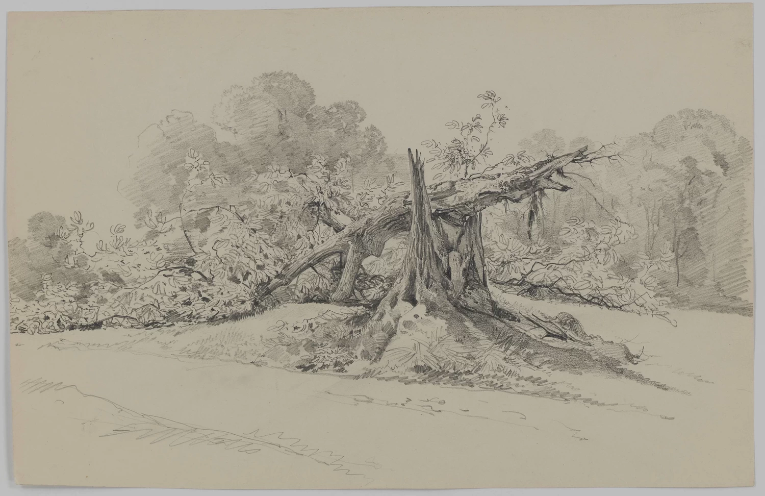 Paesaggio con l'albero spezzato - Musée d’Art et d’Histoire, Cabinet d’arts graphiques, Genève